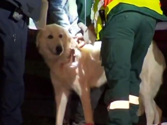 A pet dog has been viciously stabbed by a cruel arsonist who set fire to a Salisbury home. A caring paramedic bandaged the dog's wounds before it was rushed to a vet clinic. Picture: 7NEWS