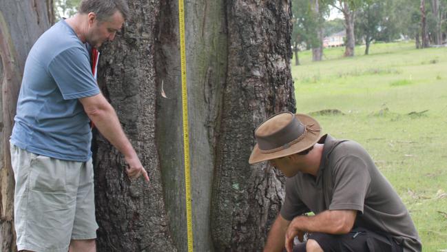 Volunteers measuring the scar on a tree on the former Riverlands golf course site.