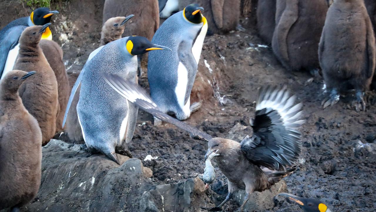 Professor Michael Ward said this causes a big concern due to the remote nature of the continent. Picture: Ryan Osland/The Australian