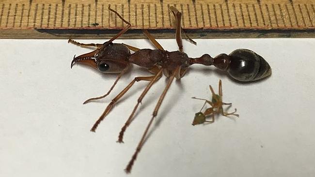 are bulldog ants the only australian ant species