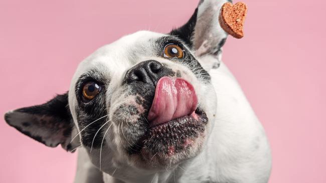 French bulldog trying to catch a dog biscuit thrown to her by her owner. Close-up portrait, photographed against a pale pink background, horizontal format with some copy space.