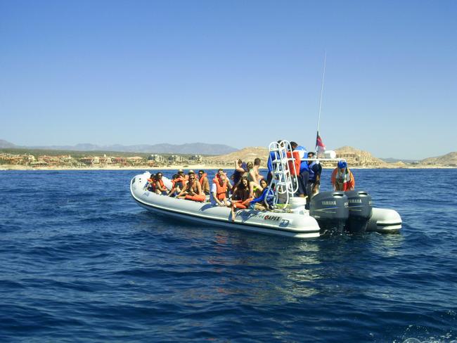 Whale slams boat in Mexico, killing Canadian tourist | news.com.au ...