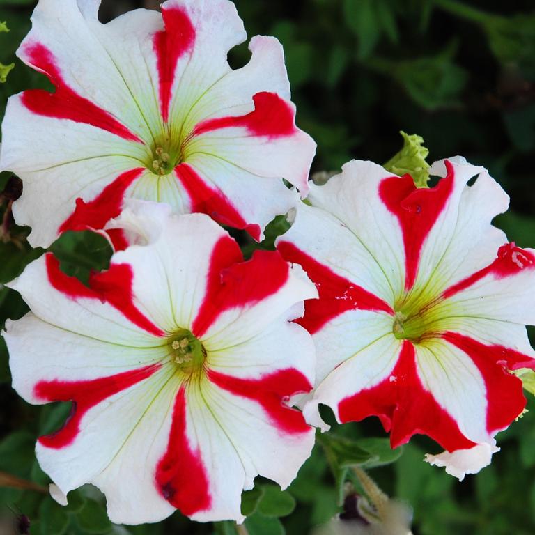 Petunias come in many vibrant colours.