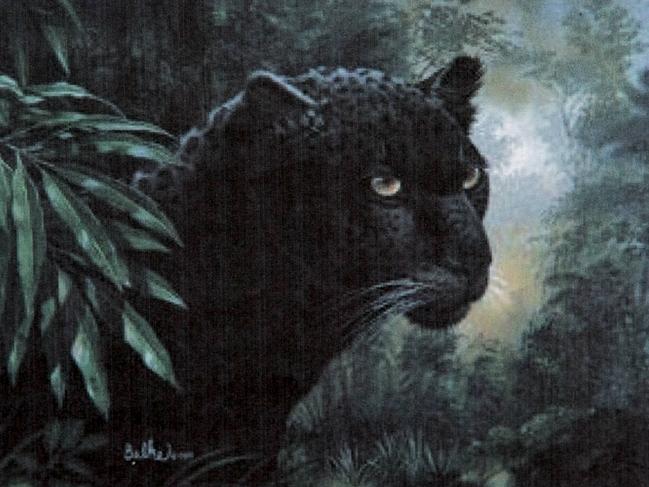 The legend of the black panther of the Blue Mountains.