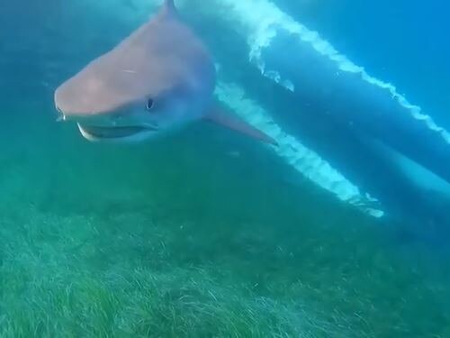 Chilling footage off the coast of tourist beach