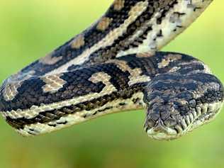 File photo: A carpet python removed from a property in the Gympie region. Picture: Patrick Woods