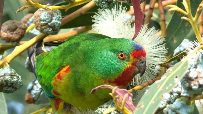 The critically endangered Swift Parrot, which breeds in Tasmania, is threatened by logging activity.