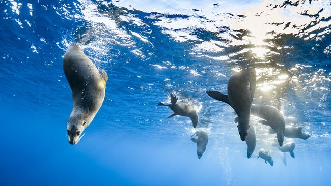 View from Below, Vanessa Torres. Animals in Nature category.