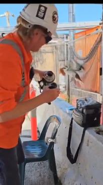 Tradie left gobsmacked after kookaburra steals his lunch