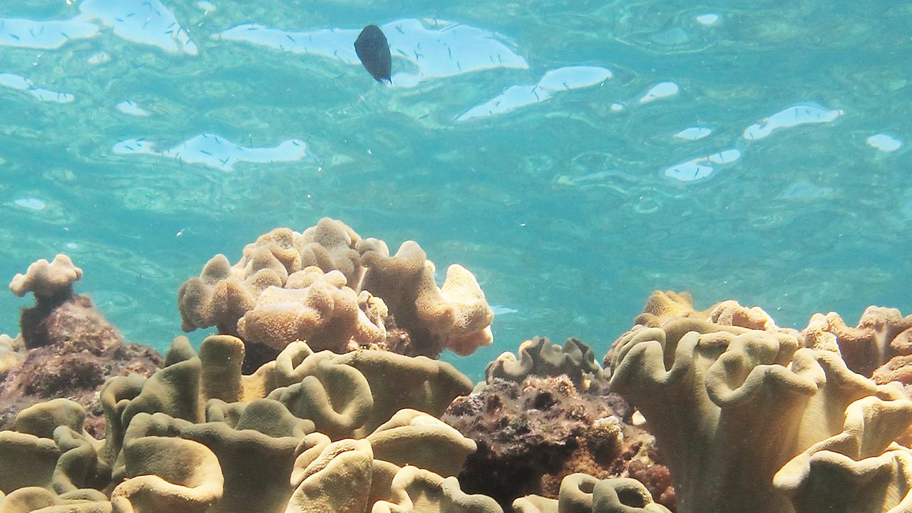 Reef ecosystems are important for the health of the ocean. Picture: Brendan Radke