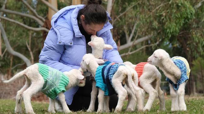 Karina Rasmussen said foster caring lambs was extremely rewarding. Picture: Mark Wilson