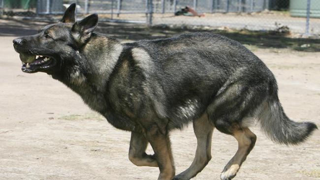 Sergeant Hayden Bodycomb trains dogs for the police.