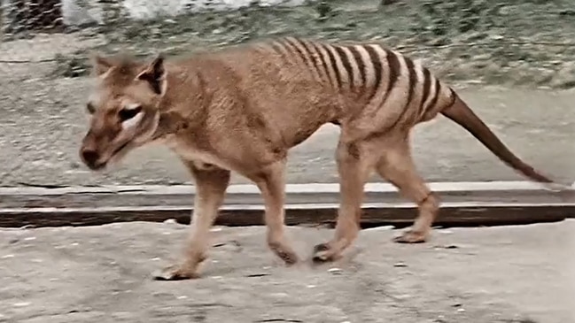 The 'last' thylacine colourised vision