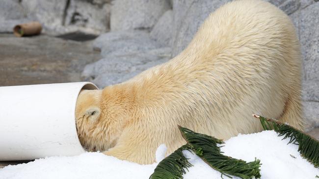 Sea World’s polar bear cub Henry plays in his exhibit. Pic: Adam Head