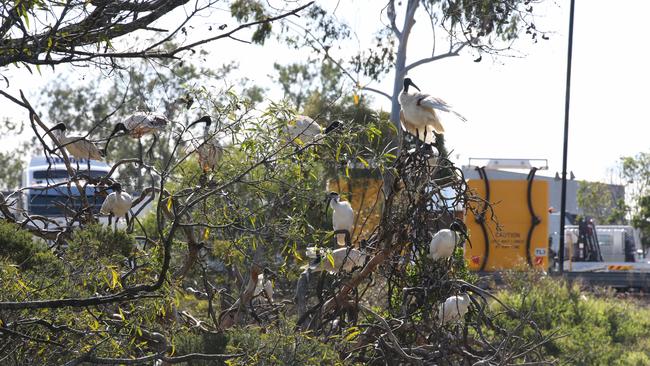 Ibises nesting in a tree near the M1. Picture: Glenn Hampson