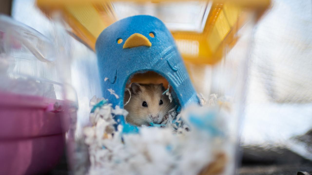 A hamster sits in a cage after being adopted by volunteers who stopped an owner from surrendering it to the government in Hong Kong. Picture: Louise Delmotte/Getty Images