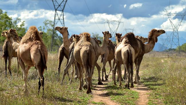 Camels on a farm in Majors Creek in NSW.