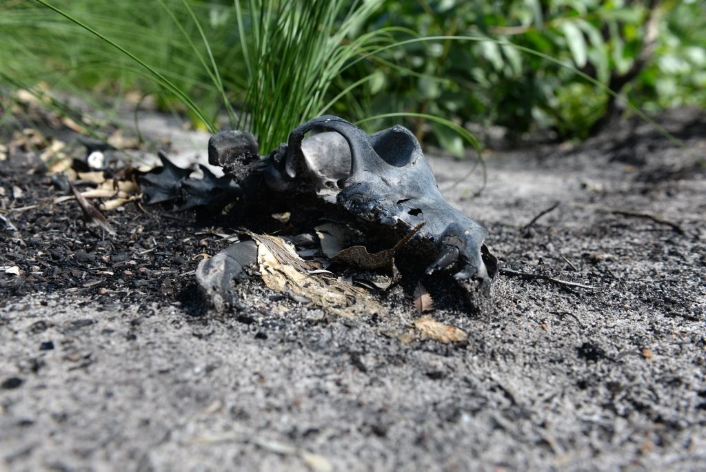 GRAVEYARD: The remains of a dead greyhound in the Vera Scarth-Johnson Wildflower Reserve near Coonarr Beach. Photo: Mike Knott / NewsMail. Picture: Mike Knott