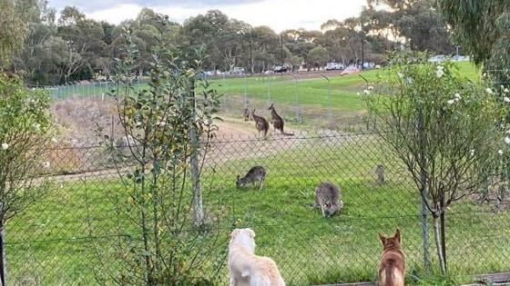 The roos have become popular with local families.