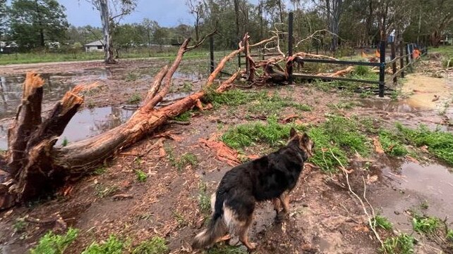 Trees down at Caboolture: Picture: Wanita/Facebook