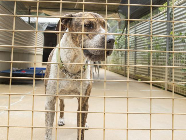 Kaos, 3, who was up for adoption at Sunshine Cost Animal Refuge, which is seeing a dramatic increase in pets being surrendered due to the housing rental crisis on the Sunshine Coast. Picture: Lachie Millard