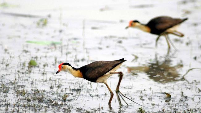 Jacana ‘Jesus’ birds at Yellow Water. Picture: Kakadu Tourism