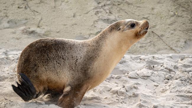 Neophoca cinerea in Seal Bay, Kangaroo Island