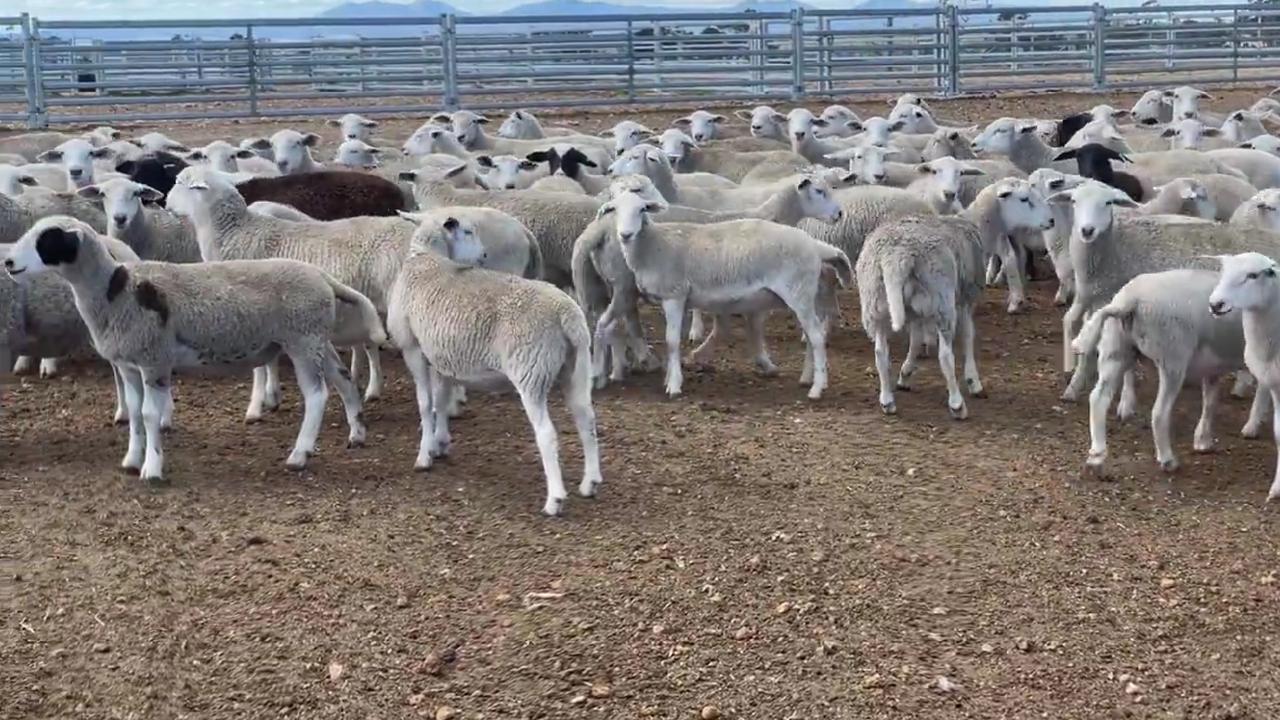 Wayne Smith is distraught about the need to destroy some 3000 sheep because he can't find buyers for them. Picture: X / @calukafarms