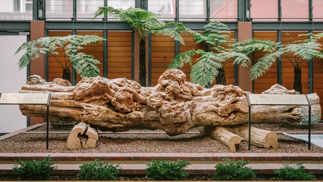 The Huon pine known as Monster is now on display at the Henry Jones Art Hotel in Hobart. Picture: Supplied