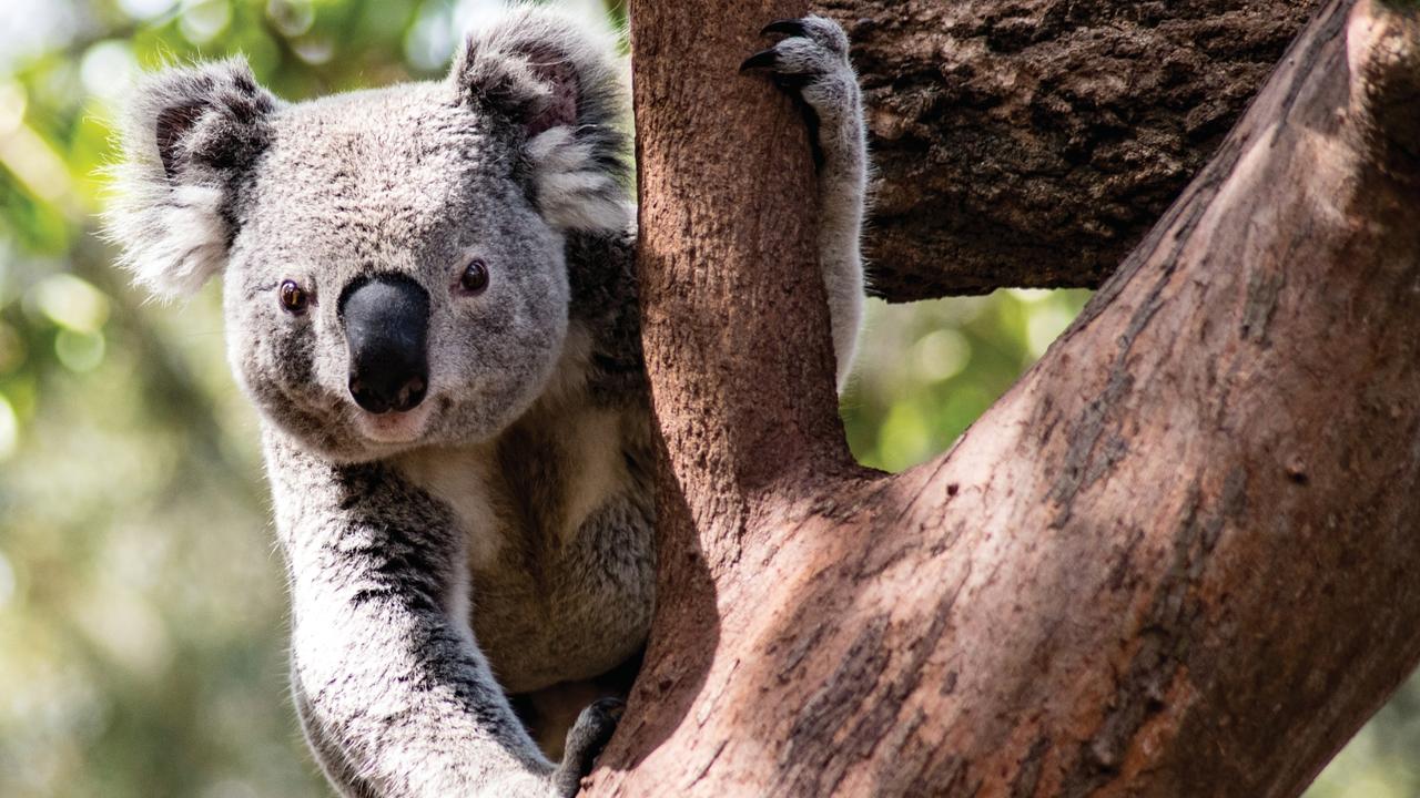 Burnett Mary Regional Group has been granted $2 million in funding towards restoring koala habitat within the Gympie region. Picture: Supplied