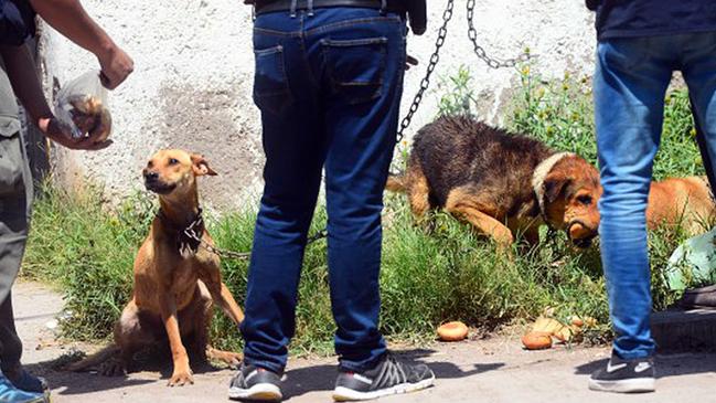 Stray dogs and cats, some dead, were also found at the derelict home the accused killer lived. Picture: The Mendoza Post