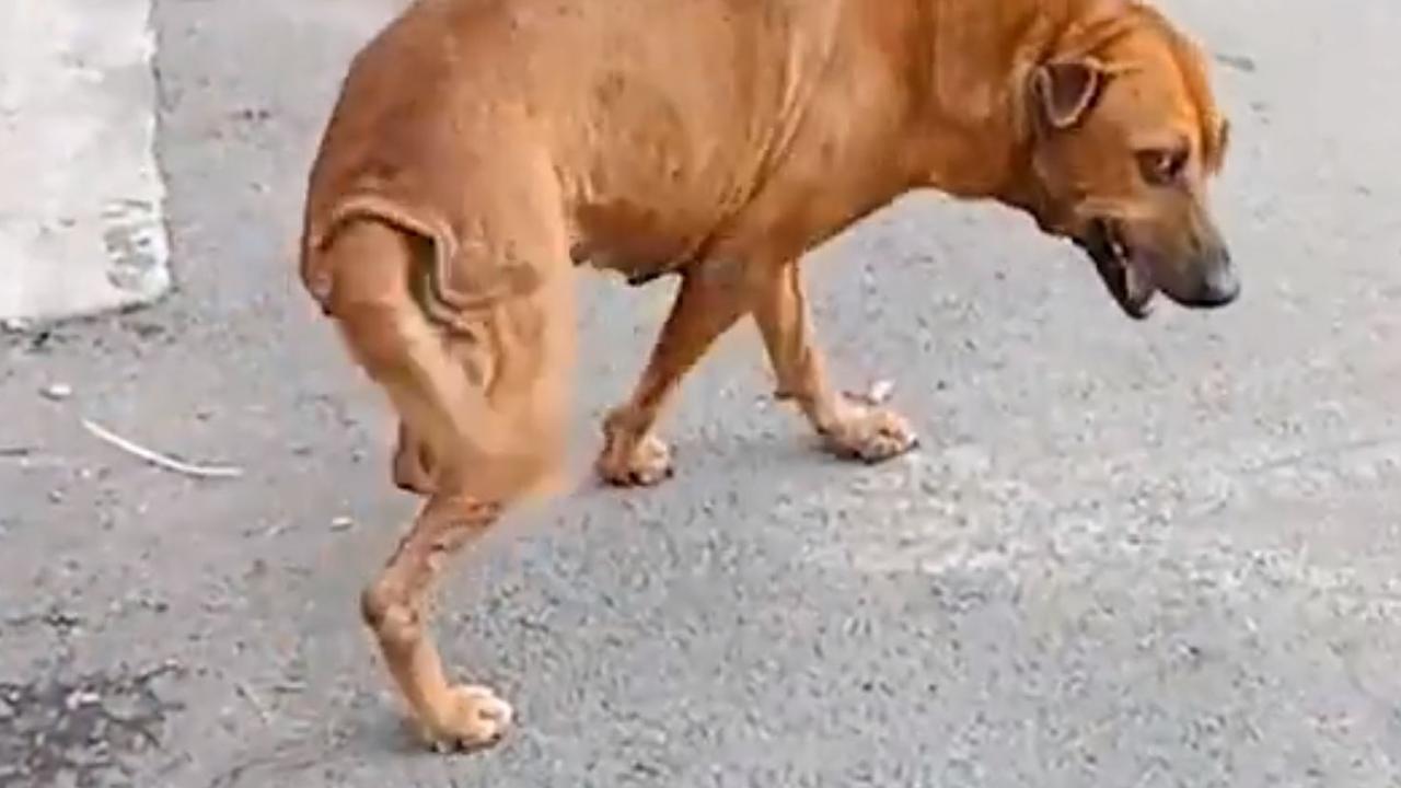 Dog fakes broken leg to trick tourists into giving him food | Video ...