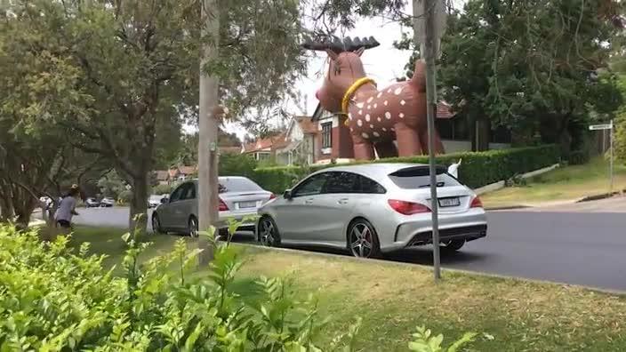 Giant reindeer inflates in Naremburn