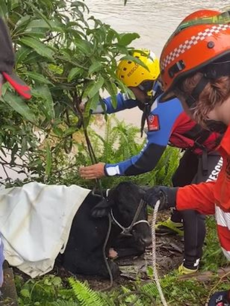 A calf swept away in floodwater was found on the banks of the Bellinger River at Raleigh and attended to by Fire and Rescue NSW firefighters.