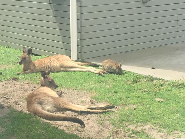 Rabbits chill with kangaroos at Lake Conjola. Picture: Kate Schneider