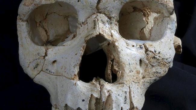 WEB ONLY MUST CREDIT REUTERS/PICTURE MEDIA ONE TIME USE The skull of a prehistoric human relative that lived 430,000 years ago and found in a cave in northern Spain is shown in this undated handout photo provided by Madrid Scientific Films May 27, 2015. Scientists on Wednesday said the skull discovered deep inside a cave in the Atapuerca mountain range, showed telltale signs of homicide: two fractures inflicted on the victim by the same weapon. REUTERS/Javier Trueba/Madrid Scientific Films/Handout via Reuters ATTENTION EDITORS - NO ARCHIVES. NO SALES. FOR EDITORIAL USE ONLY. NOT FOR SALE FOR MARKETING OR ADVERTISING CAMPAIGNS. THIS IMAGE HAS BEEN SUPPLIED BY A THIRD PARTY. IT IS DISTRIBUTED, EXACTLY AS RECEIVED BY REUTERS, AS A SERVICE TO CLIENTS. NO COMMERCIAL USE.