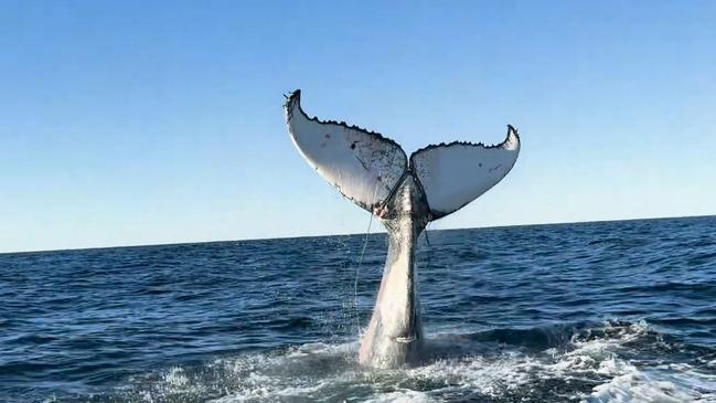 Sea World whale rescuers have freed their fourth whale in weeks after another humpback became badly entangled in commercial fishing gear off Coolangatta. The Sea World Foundation has revealed details of the latest daring rescue which took place off Burleigh Heads earlier this week - Photo Supplied