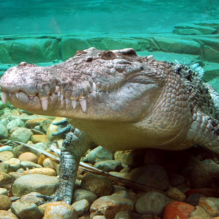 Crocodile Zoo Snack Cup - Crocodile