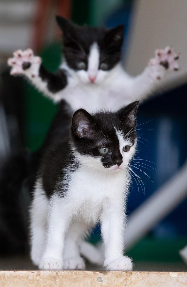 Scary kitten. Little Alex is about to give Max a fright. Picture: Michel Zoghzoghi/Comedy Pets