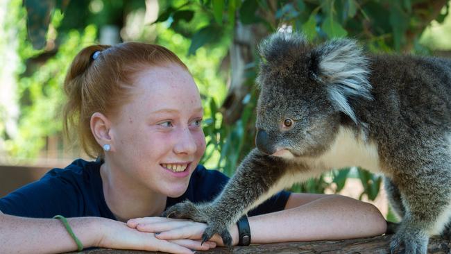 Libby Fisher, 12, meeting Merri the 2 year old koala at Healesville Sanctuary. She has raised money for the sanctuary and other koala conservation groups and recently won a Pride of Aus medal.Picture: Jay Town