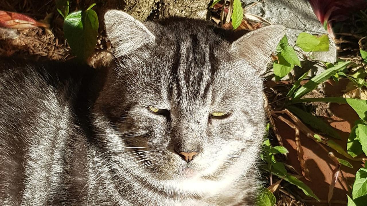 In the garden. Picture: Melissa Amede. Coolest Cat photo competition. Quest Community News and Courier Mail SEA