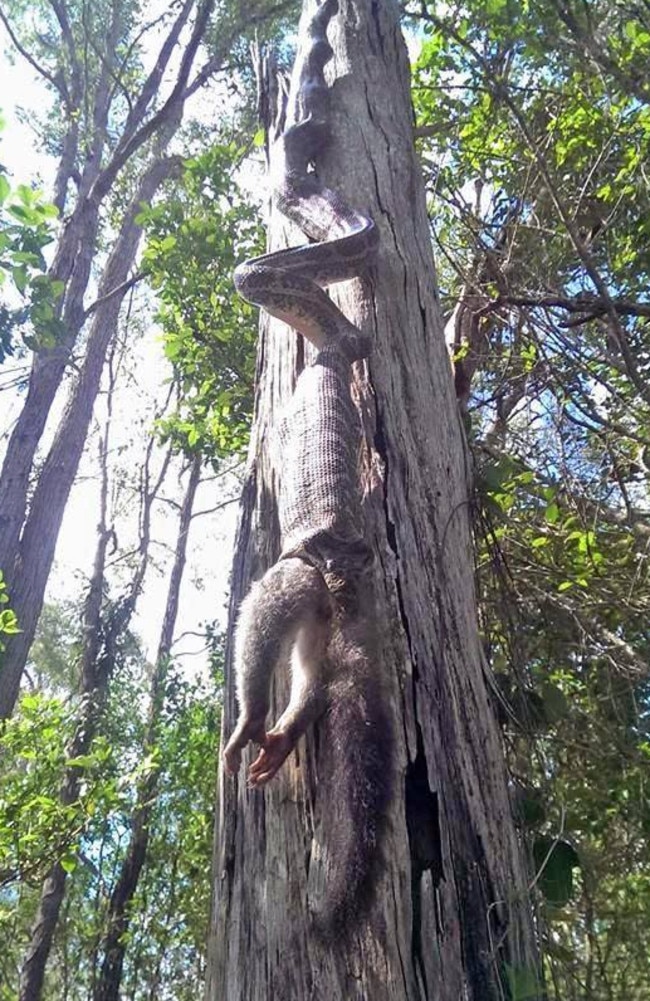 Snake eats possuм while hanging upside down froм tree in Queensland | The Courier Mail