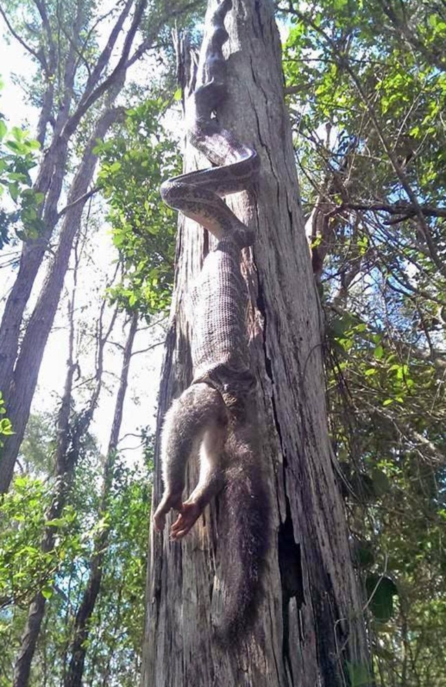 Snake eats possum while hanging upside down from tree in Queensland | The  Courier Mail