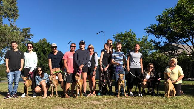 Eight of the nine greyhound puppies rehomed by the AWLQ four months on- now they are six months old. Picture: Amanda Robbemond