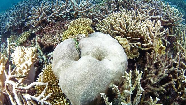 The healthy coral ‘lagoon’ before bleaching struck in 2015.