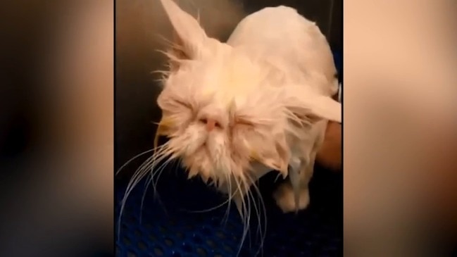 How to wash a cat (and survive)