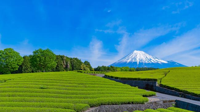 Mount Fuji and a green tea plantation.