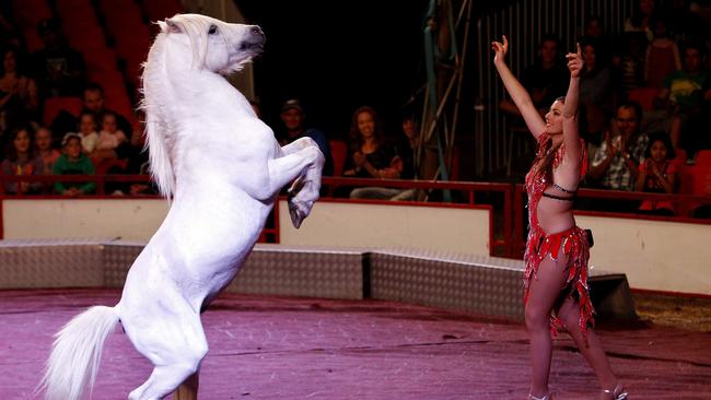 Stardust Circus in Cairns. Wonona West and her Liberty Horses.