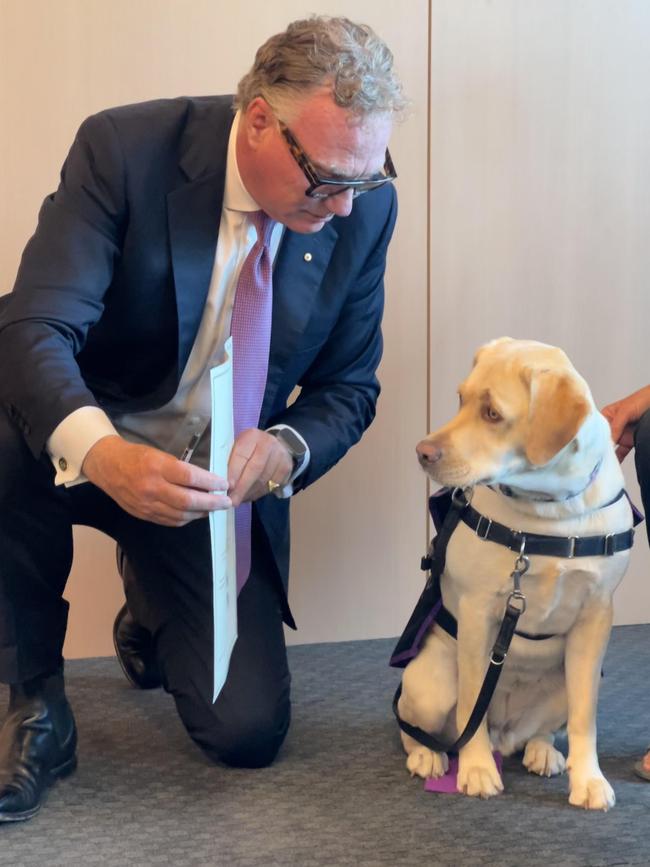 Federal Circuit and Family Court of Australia Chief Justice Will Alstergren AO swearing in Zoey the therapy dog in Hobart.