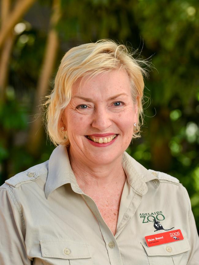 Zoos SA chief executive Elaine Bensted announced today people over 16 need to be fully vaccinated to enter the zoo. Pic: Brenton Edwards